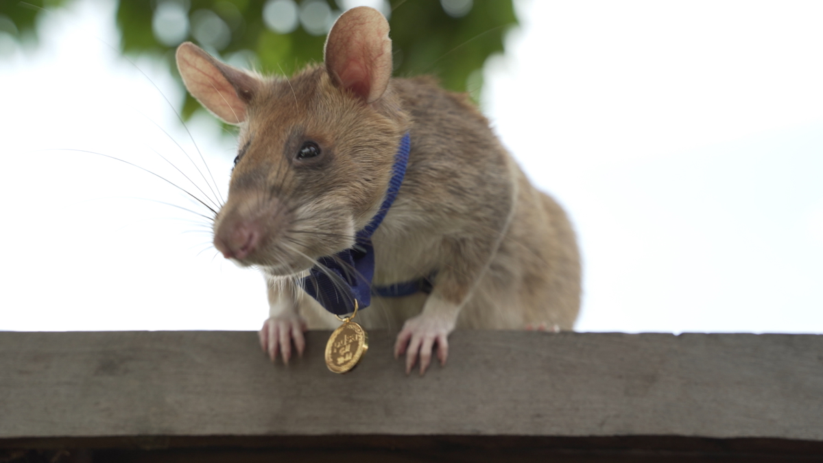 Apopo Herorat Magawa Wearing His Pdsa Gold Medal