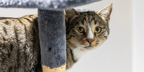 Cats Protection 1