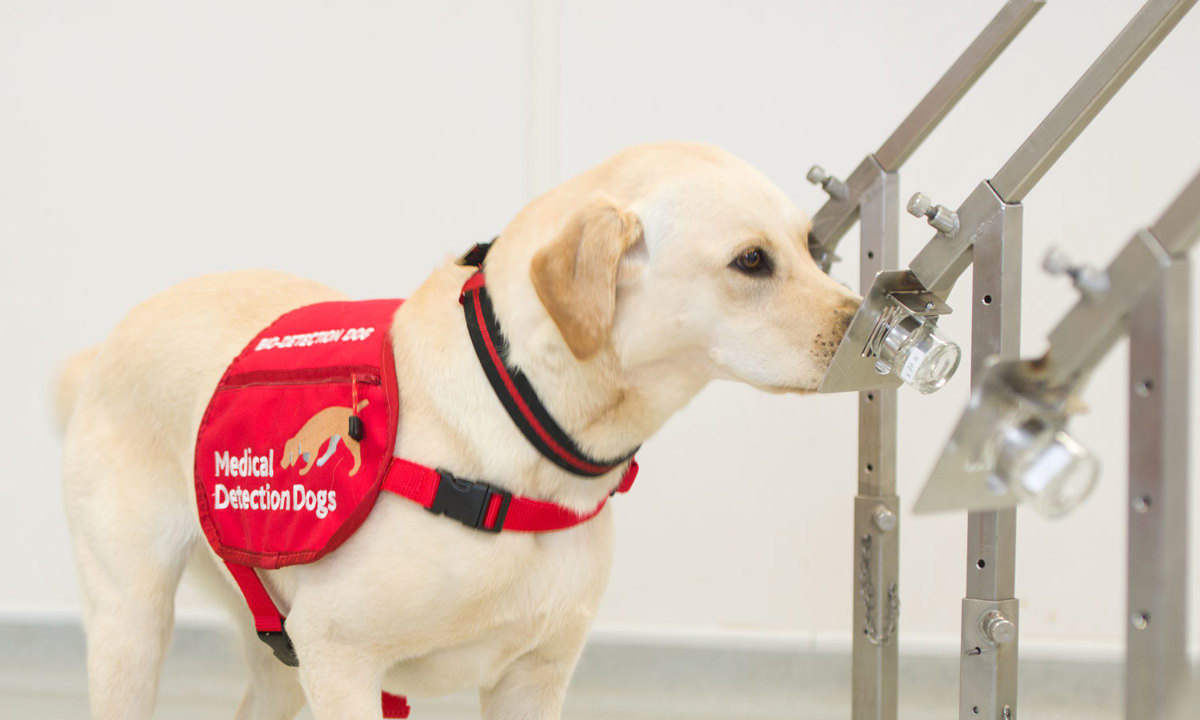 Medical Detection Dogs 3