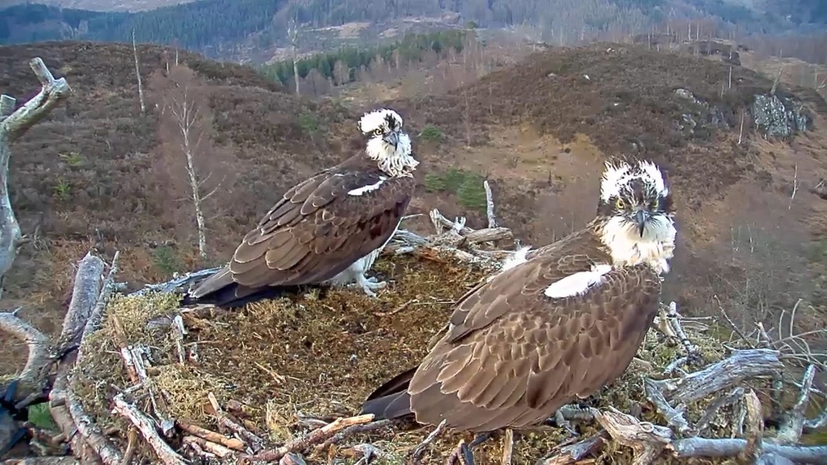Woodland Trust ospreys 2 credit:WTML