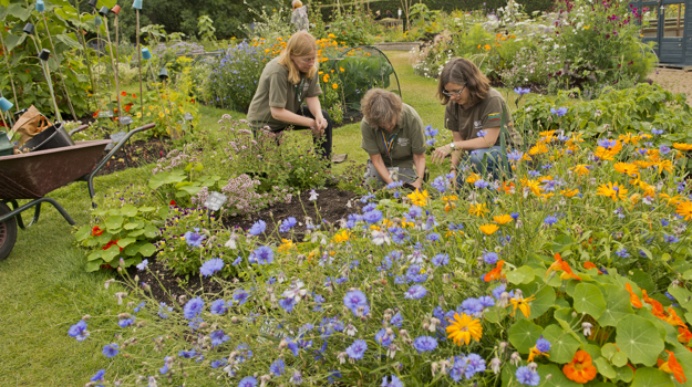 People tend to plants in the flower beds of a garden
