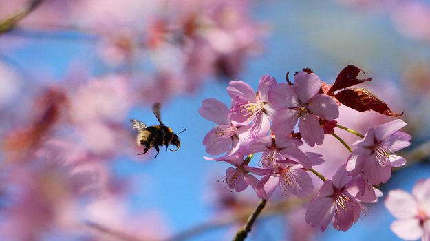 A bee flies towards a blossom tree.