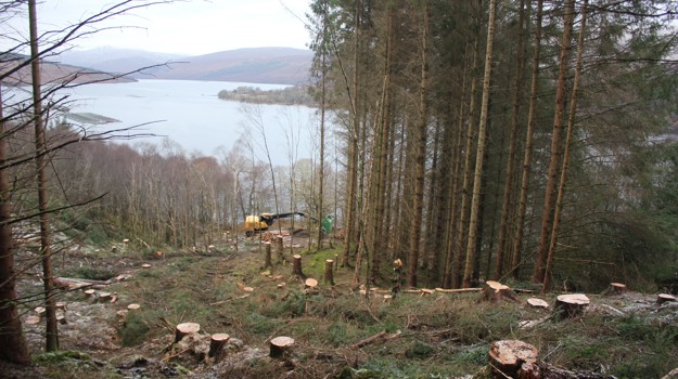 Felled trees and tree stumps on an area of land overlooking a loch.