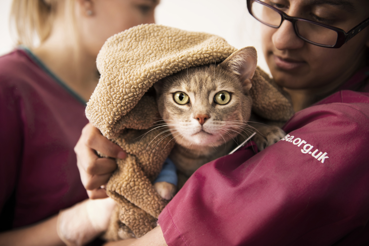 PDSA