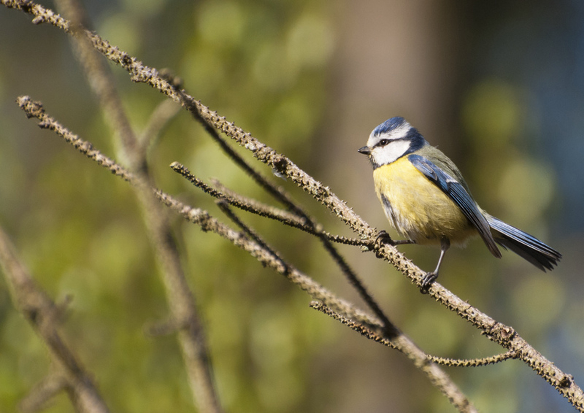COTW Wildlife Trusts Katrina Martin 2020VISION