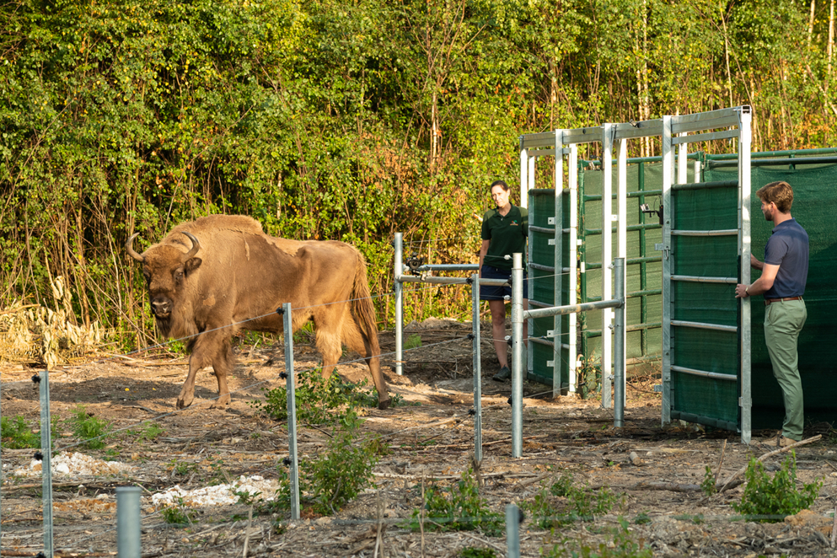 Bison entering into forest
