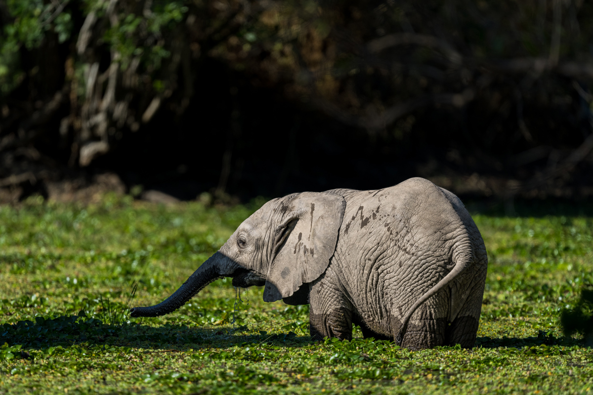 African Parks Elephant Translocation 2022, Malawi Credit Marcus Westberg (13)