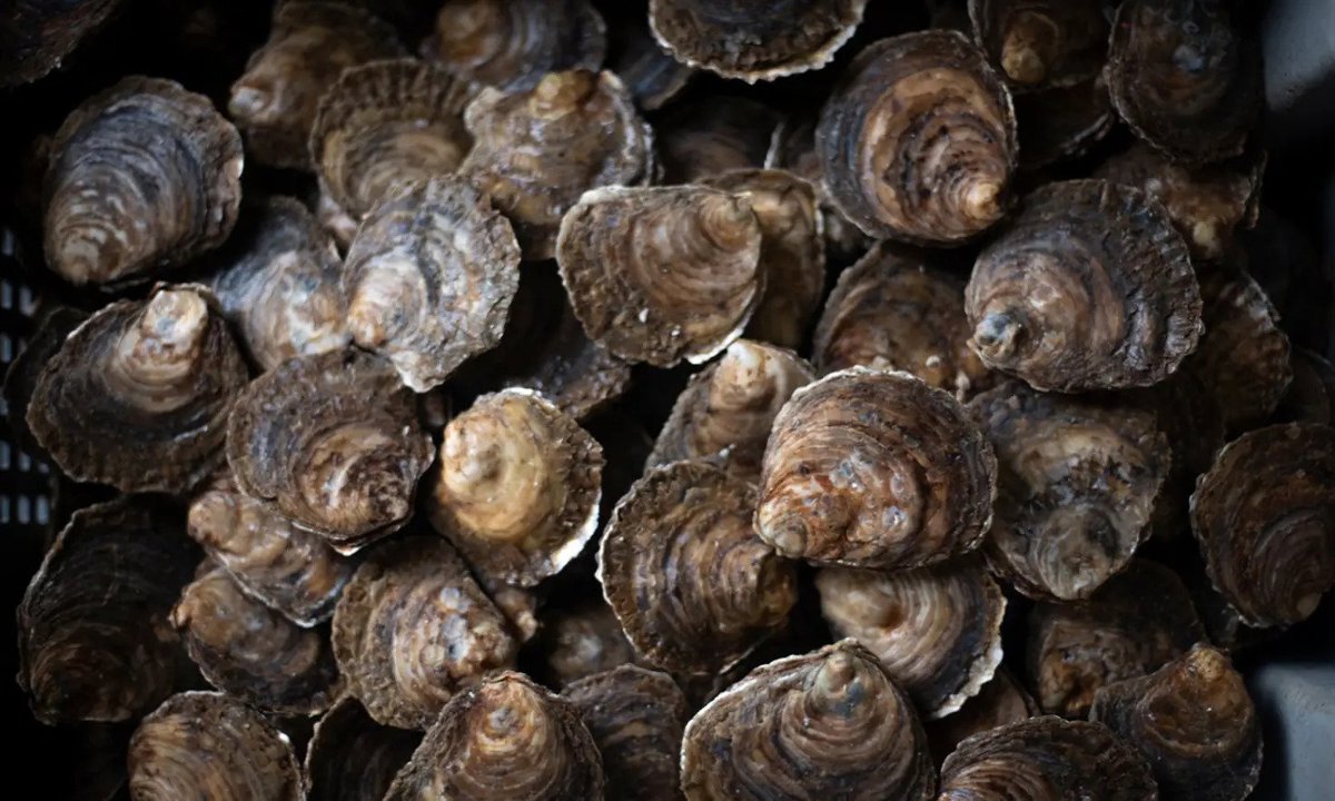 Wild Oysters Project 4
