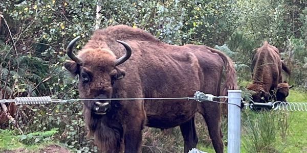 Wilder Blean Bison Visit Sept 2023