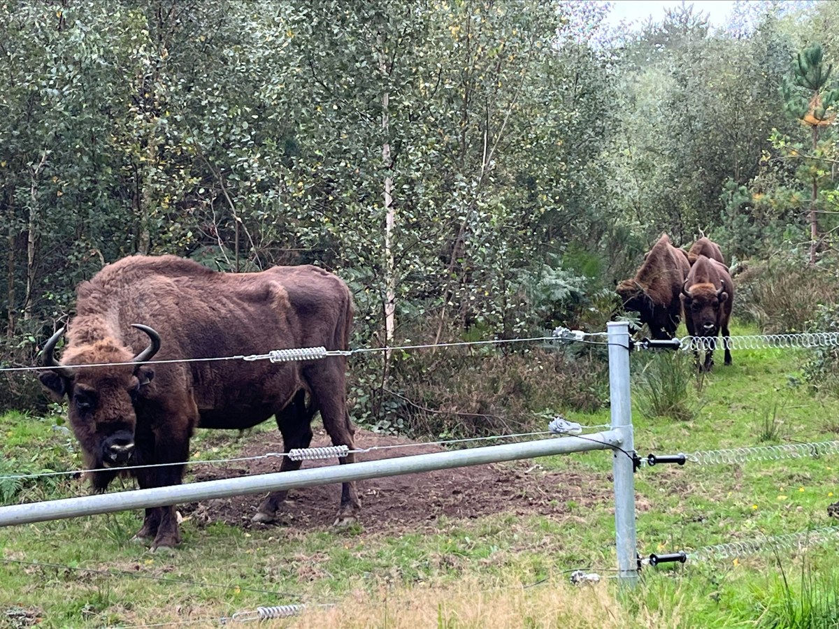 Wilder Blean Bison Visit Sept 2023 1
