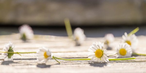 Daisy Chain 1